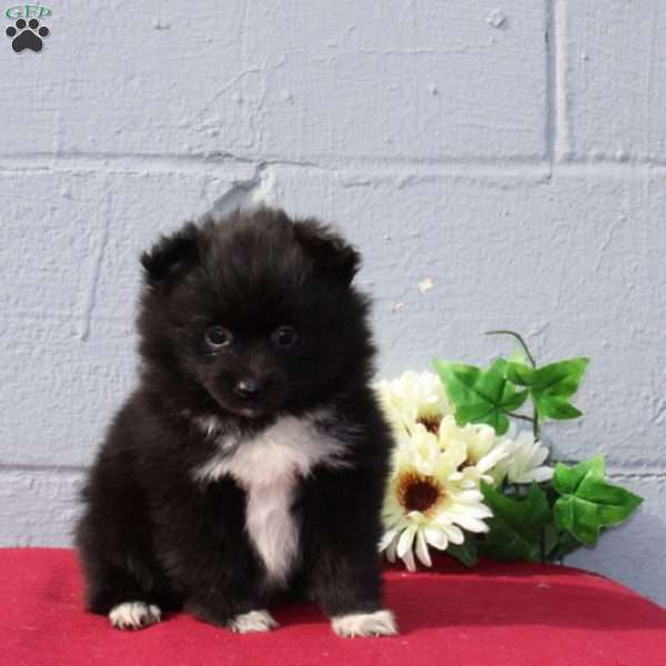 Aubrey, Pomeranian Puppy